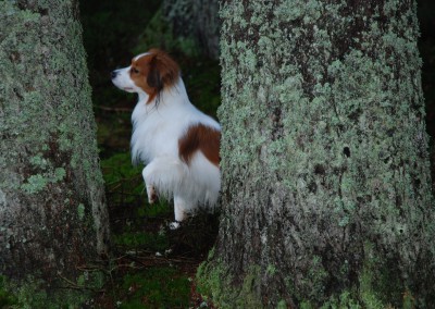 kooikerhondje-aldo-bayrischer-wald-12