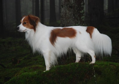 kooikerhondje-aldo-bayrischer-wald-3