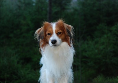 kooikerhondje-aldo-bayrischer-wald-9